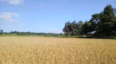 Partial Relief for Lapangap Farmers: Harvest Resumes in Safe Zones