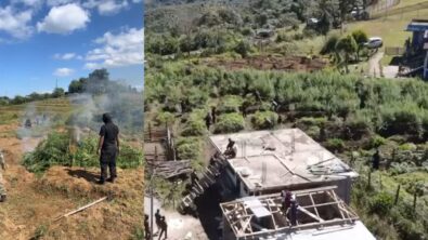 10 Tonnes of Illegally Cultivated Cannabis Destroyed in Anti-Narcotics Operation at Sohiong