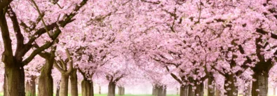 Cherry Blossoms and Global Beats: Meghalaya Gears Up for Its Grandest Festival Yet