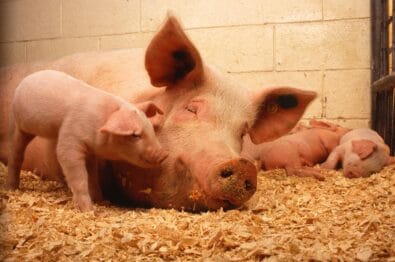 Meghalaya Monitoring African Swine Fever Situation Closely, Says CM Conrad K. Sangma