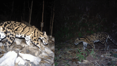 Meghalaya Launches Mission Clouded Leopard